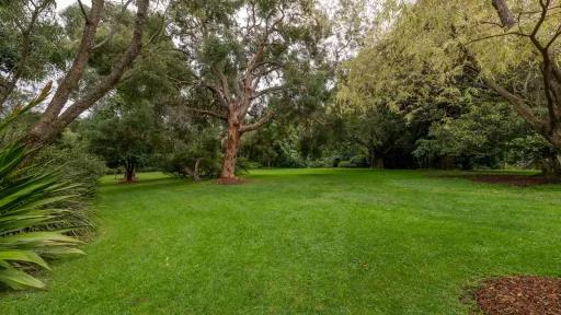 Lush area of grass surrounded by large trees in various shades of green. There is a tree with spiked leaves to the left.