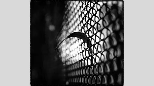 Black and white close-up of chicken wire fence with a long, thin object sticking out.