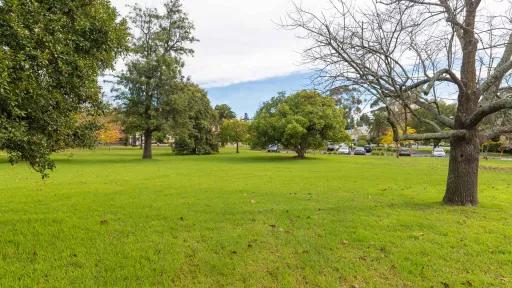 Large grass area with bare tree to the near right and several scattered leafy trees in the distance. There are parked cars to the far right.