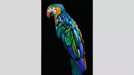 Digital illustration of a macaw parrot on a black background. The feathers are many vibrant shades of blue and green. 