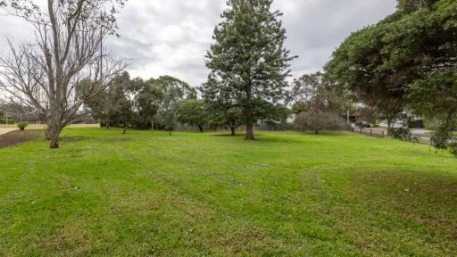 Grass area with tall leafy tree in the centre and tall bare tree to the left. There is a road to the right and a line of trees in the background. 