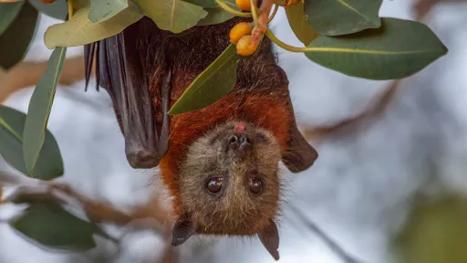 Grey-headed flying fox hangs in tree with yellow fruit