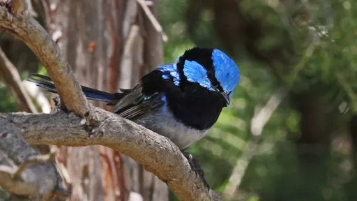 A small blue and black bird sitting on a branch