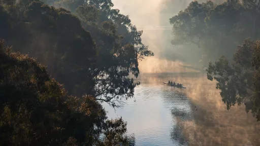 Trees hanging over a foggy river. Rowers glide along the still water