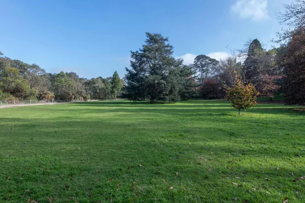 Large grass area containing a small plant and two large trees, and a thick layer of trees around its edge. There is a fence and dirt path to the left and the grass is mostly covered in shadows.